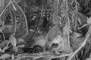 Awesome captions make better photos