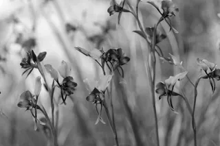 User Flows, a Joyful Ring!