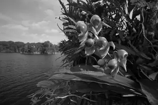 Image Left (Header Only)